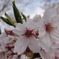 大阪城　桜