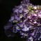 しがみつく　紫陽花