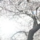 桜・光