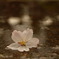 水の上にも桜
