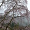 吉野
