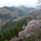 吉野