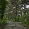 Pine tree