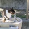 猫の水飲み