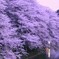 トワイライト桜2