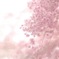 霞む桜