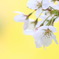 桜３