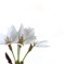 桜２