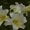 季節の花MXVIII！