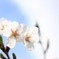桜１