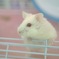 ハムさん　ご飯待ち