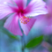 常夏の花