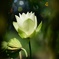 夢見る蓮花