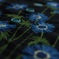 Blue poppy*
