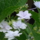 P1300632　隅田の花火（あじさい）
