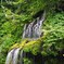 苔むす滝