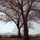 大きな桜の下で