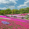 Hitsujiyama Park Chichibu Saitama