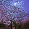 月夜に萌ゆる　^^