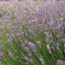 夏の癒しに満たされて