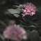 何の花？