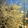桜、2022