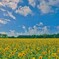 yellow world１