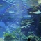 ワンオペの水族館