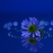 心海ｄｒｏｐｓ