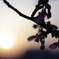 河津桜