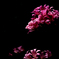 華