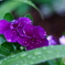 雨の日に映える(^o^)　※少しの間お休みしますm(_ _)m