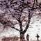 桜の木の下で一年ぶりの再会