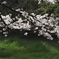 桜波