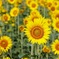 8A68D07A-0F76-465F-923E-5F5146FDDD7B