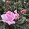 薔薇