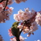寒桜　と　メジロ　Ⅱ