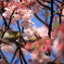 寒桜　と　メジロ　Ⅲ