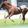小倉4Rで空馬のドリームソルジャーがケガしながら走り続けています