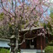 しだれ桜