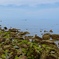 引潮の海