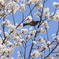 桜と鳥さん
