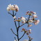桜と青空