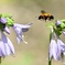 トラマルハナバチとギボウシ