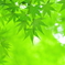 楓