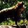 ハイエナの風格・・・千葉動物園にて