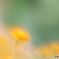 「Marigold」