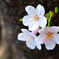桜の花2