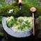 雨の日の花手水