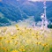 夏の白馬スキー場